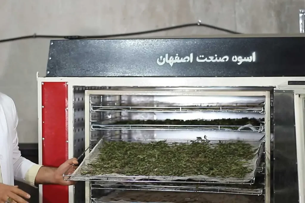 نعنا خشک شده 