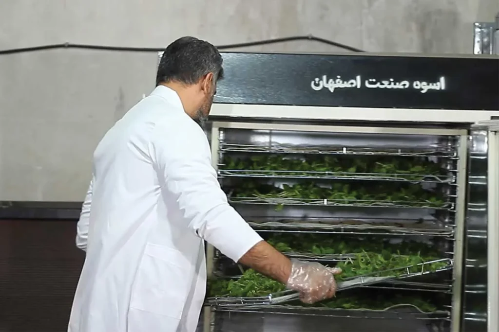 خشک کردن نعنا